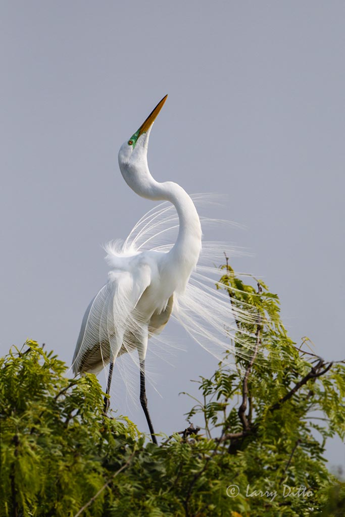 Great Egret displaying its plume feathers.