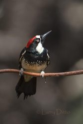 Acorn Woodpecker