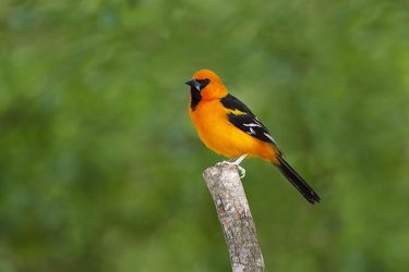 Altamira Oriole perched on mesquite limb, s. Texas.