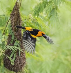 Altamira Oriole leaving nest