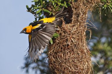 Altamira Oriole (Icterus gularis) adult(s) leaving nest after feeding young, south Texas, June
