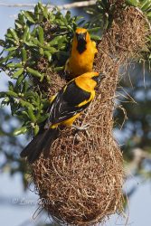 Altamira Oriole (Icterus gularis) adult(s) feeding young at nest, south Texas, June