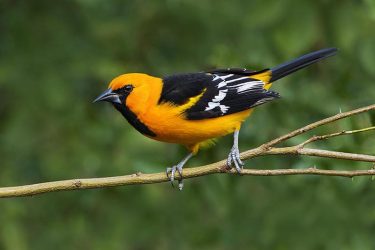 Altamira Oriole perched on mesquite limb, s. Texas.
