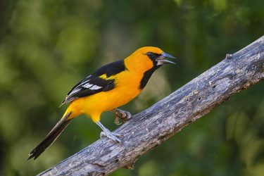 Altamira Oriole (Icterus gularis) adult, in trees by the Rio Grande, south Texas
