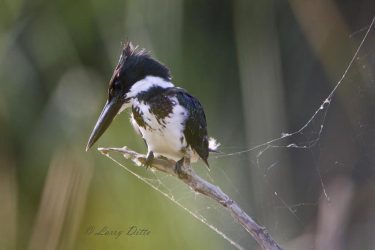Amazon Kingfisher in Cameron Co., Texas Amazon Kingfisher