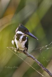 Amazon Kingfisher in Cameron Co., Texas