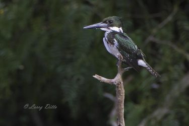 Amazon Kingfisher in Cameron Co., Texas