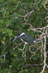 Amazon Kingfisher in Cameron Co., Texas