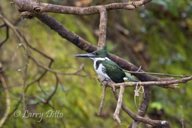 Amazon Kingfisher on hunting perch