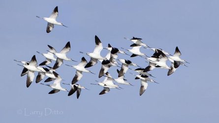 American Avocets in winter