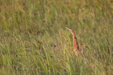 American Bittern camouflaged in rushes.
