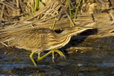 American Bittern stalking in marsh