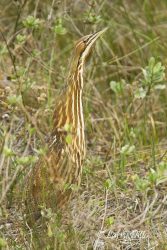 American Bittern