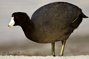 American Coot (Fulica americana) feeding on shoreline vegetation, winter
