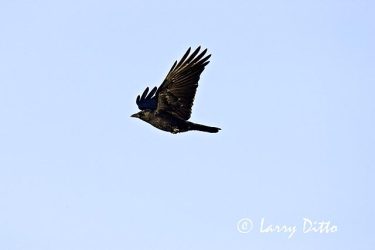 American Crow (Corvus brachyrhynchos) in flight, winter
