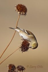 American Goldfinch feeding on sunflower seeds, winter.