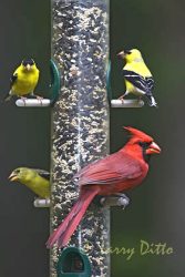 Northern Cardinal and American Goldfinches on feeder, spring, North Carolina