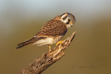 American Kestrel on hunting perch