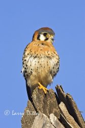 American Kestrel (Falco sparverius) male on hunting perch, n. Texas, winter