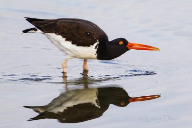 American Oystercatcher feeding in the Laguna Madre at sunrise