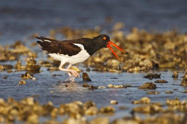 American Oystercatcher calling as it feeds on oyster reef, Rockport, Texas, winter