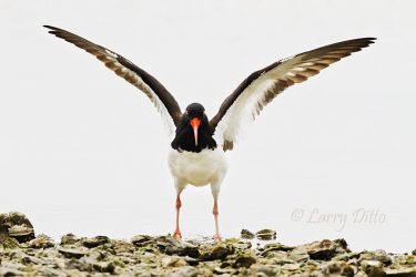 American Oystercatcher stretching