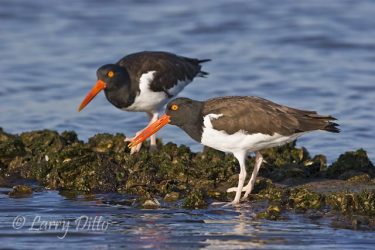 American Oystercatcher pair on oyster reef, Texas.