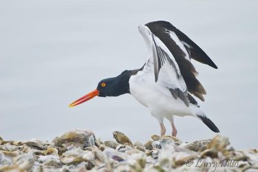American Oystercatcher stretching