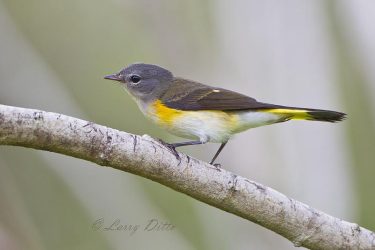 American Redstart female foraging, spring