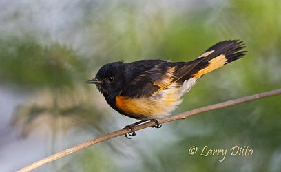 American Redstart