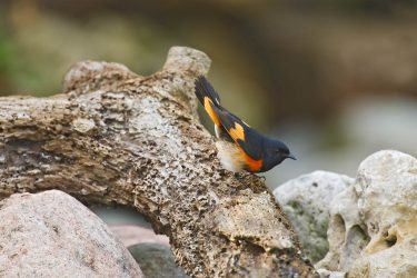 American Redstart male hopping rocks to pond