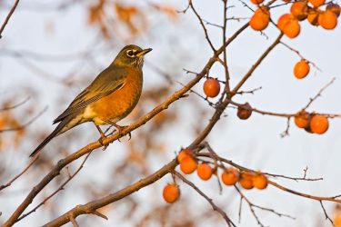 American Robin feeding on persimmon fruits, autumn