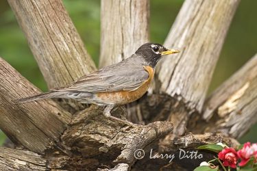 American Robin (Turdus migratorius) on wagon wheel, North Carolina, spring