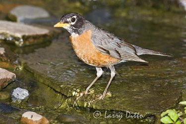 American Robin (Turdus migratorius) standing in shallow pond to bathe and drink, spring.
