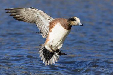 American Wigeon male landing