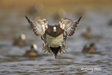American Wigeon (Anas americanus) drake landing, autumn