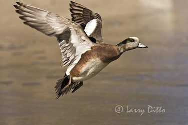 American Wigeon (Anas americana) drake in flight, winter