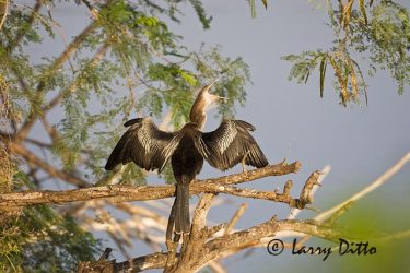 Anhinga (Anhinga anhinga) drying and preening feathers, autumn