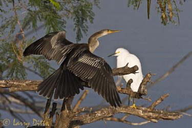 Anhinga (Anhinga anhinga) female drying feathers with snowy egret in background, s. Texas, autumn