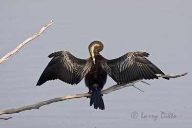 Anhinga (Anhinga anhinga) drying and preening, s. Texas, winter