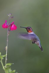 Anna's Hummingbird, male hovering at flower.