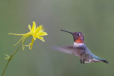 Anna's Hummingbird, male hovering at columbine flower.