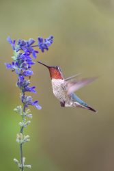 Anna's Hummingbird, male hovering at flower.