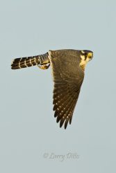 Endangered Species, aplomado falcon in flight, s. Texas.