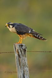 Endangered Species, Aplomado Falcon adult perched on fence post, s. Texas