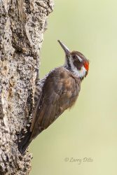 Arizona Woodpecker, male feeding