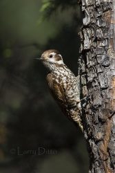 Arizona Woodpecker, female perched