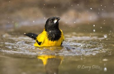 Audubon's Oriole bathing in s. Texas pond