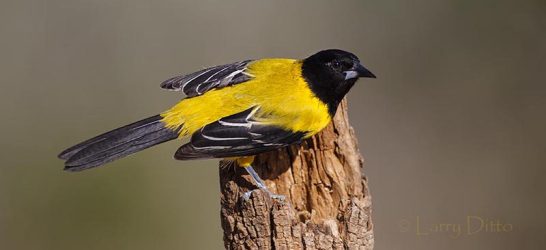 Audubon's oriole