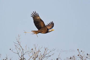 Bald Eagle flying with nest material, Llano, Texas